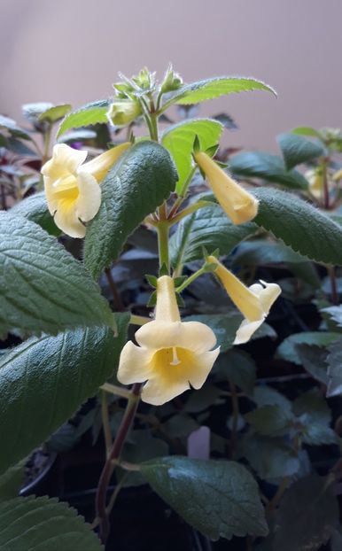  - 0001 2022 - MM s Andul