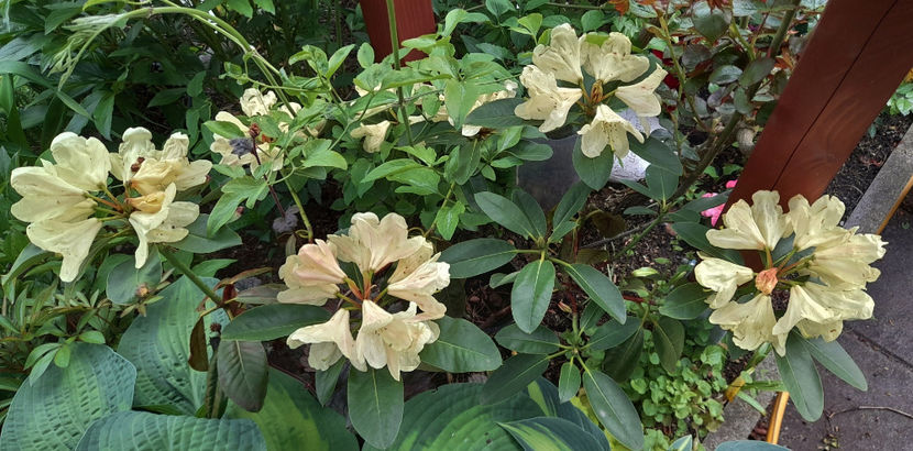  - Azalee si Rhododendroni