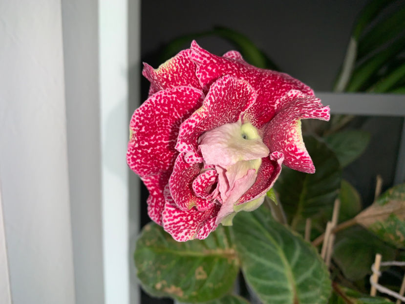  - Plante de interior 2021