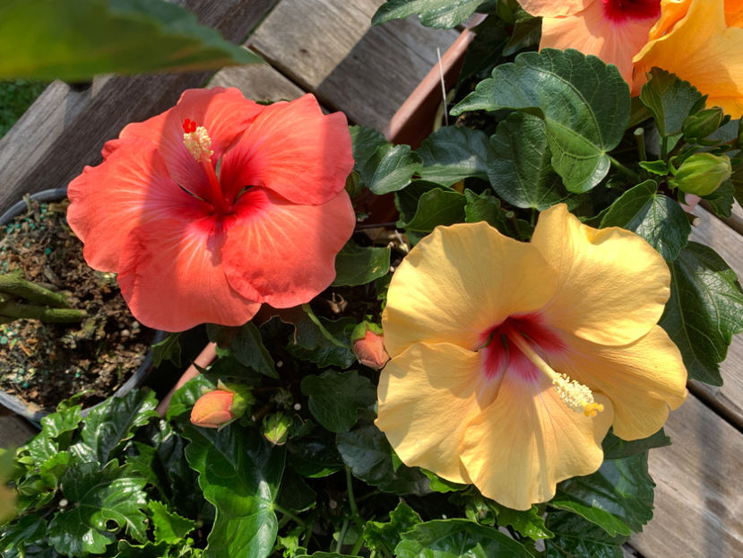  - Jurnalul gradinii 2021