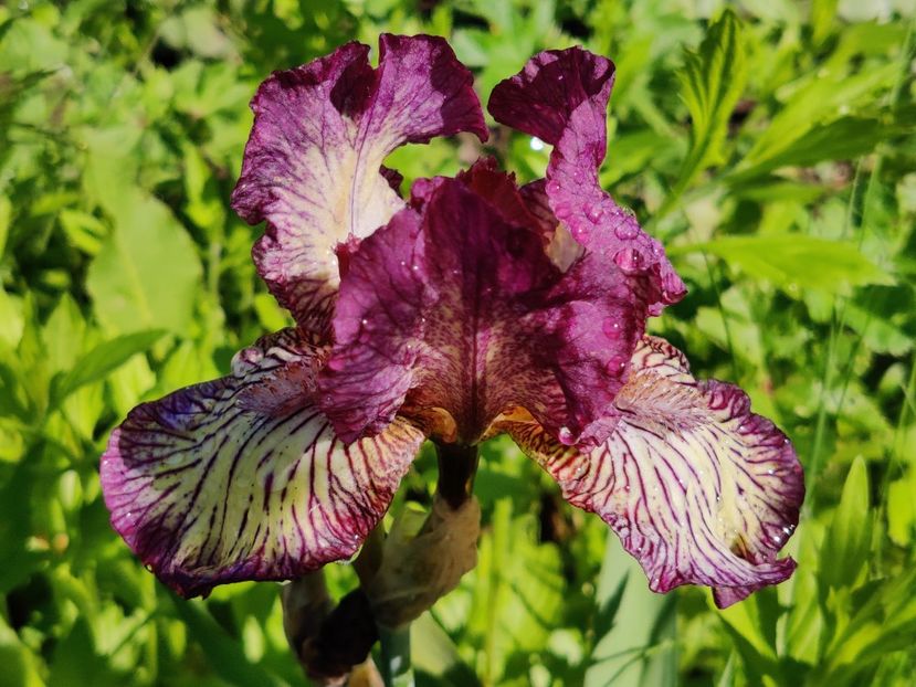 Gnu rayz - Iris germanica_barbosi