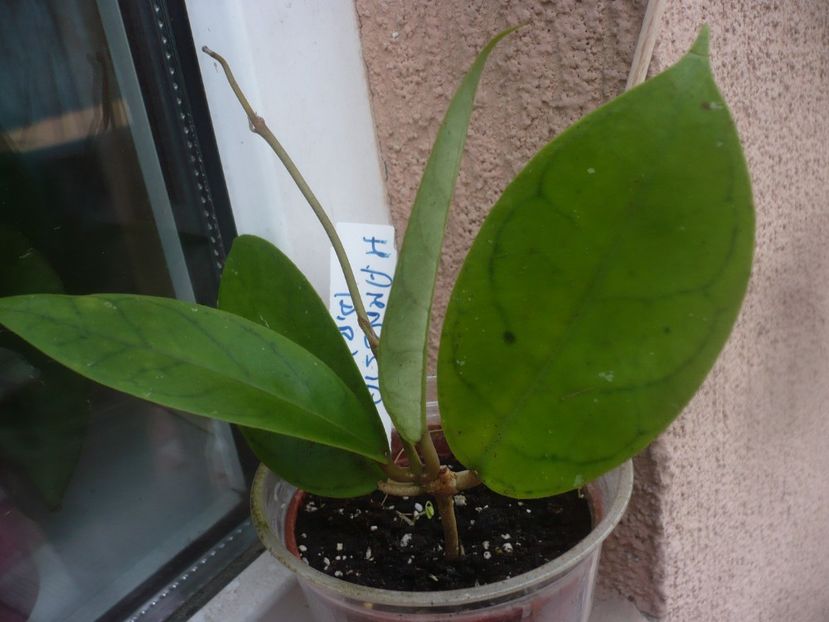 P1480075 - Hoya-frunze