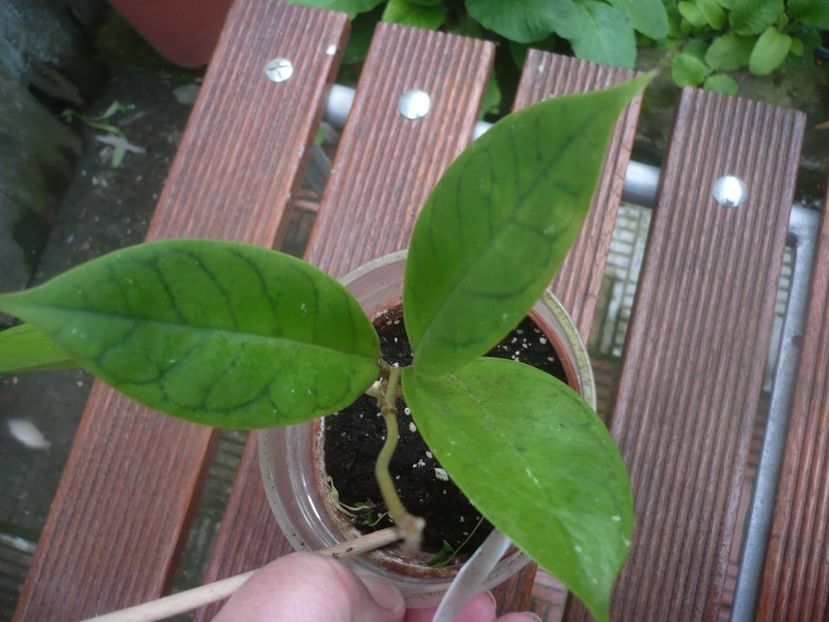 P1480078 - Hoya-frunze