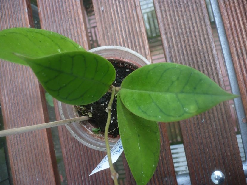 P1480079 - Hoya-frunze