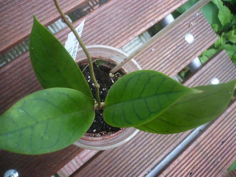 P1480080 - Hoya-frunze