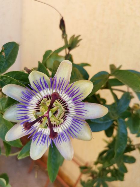 Passiflora - Florile mele