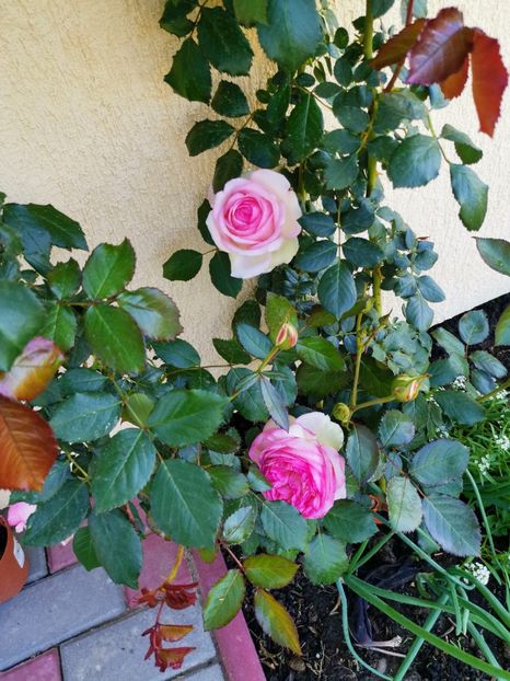Eden rose - Florile mele