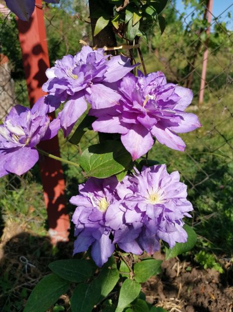 Clematita - Florile mele