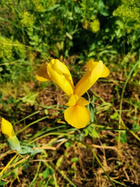 Iris pitic - Florile mele