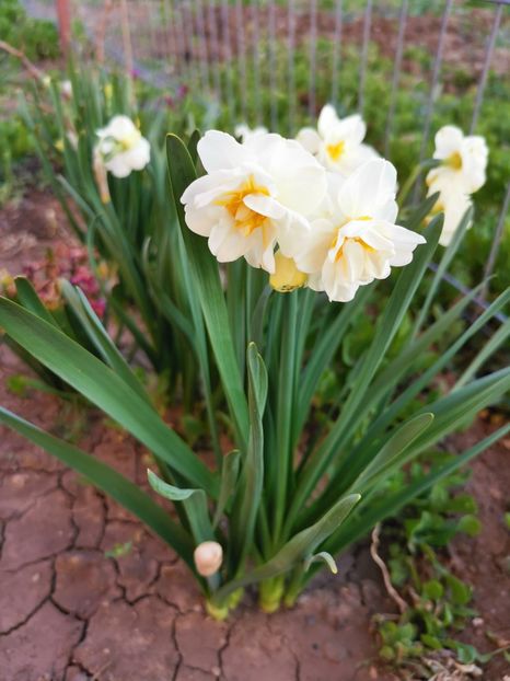 Narcise - Florile mele