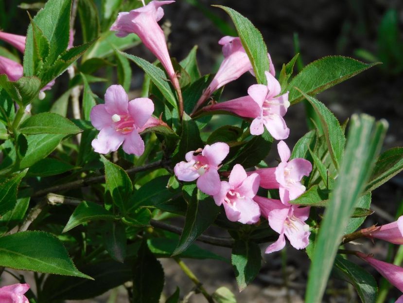 Wrigella pink poppet - 0Gradina 2021