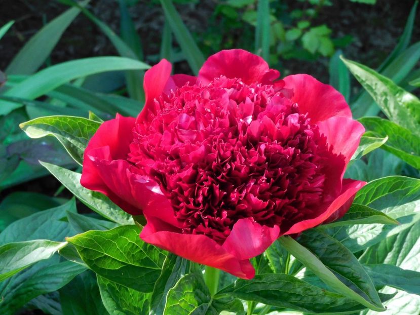 Red charm - -Bujori 2021