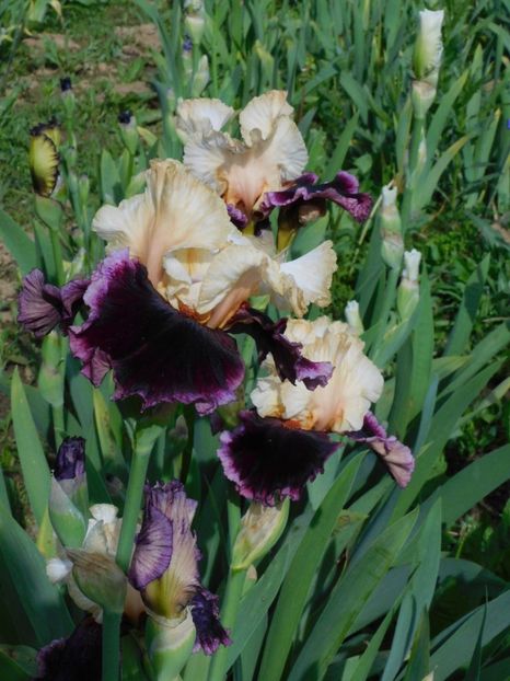 Raspberry swirl - -Irisi 2021