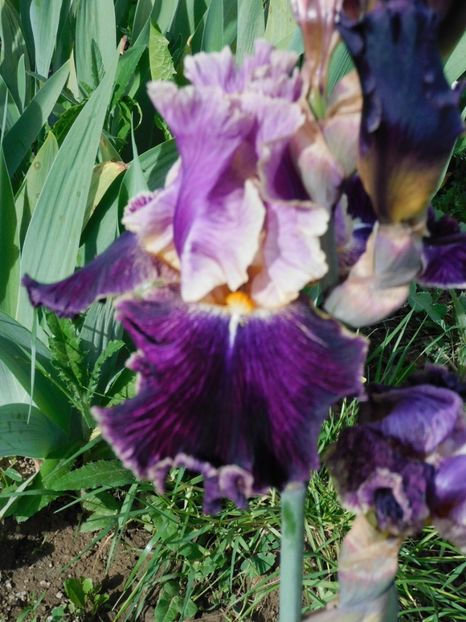 Dialect - -Irisi 2021