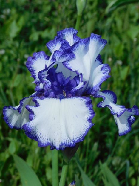 Habar n.am - -Irisi 2021