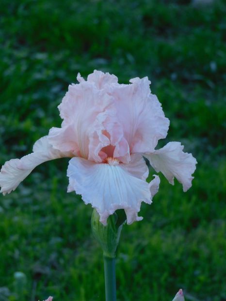 Vision i pink - -Irisi 2021