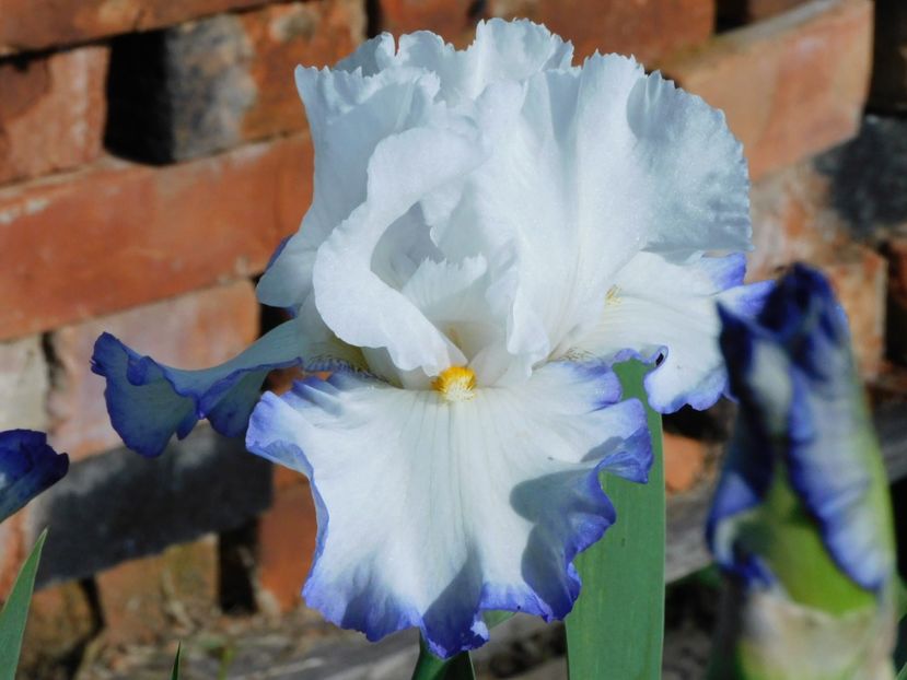 Queens circle - -Irisi 2021