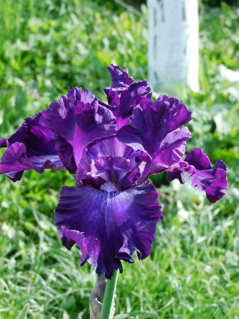 Polski tancerz - -Irisi 2021