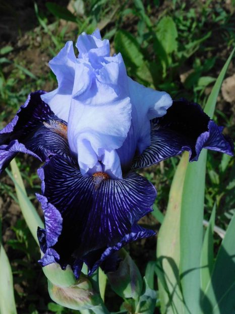 Stricktly jazz - -Irisi 2021