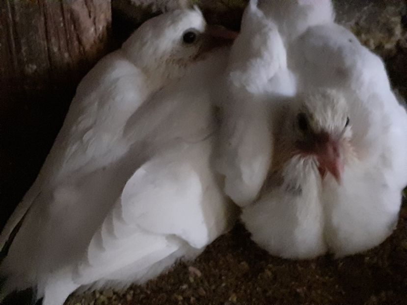  - Pui 2017-2018 -2019-2020 -2021-matca-doici-vind aproape tot lotul
