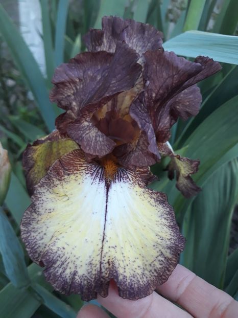 Burgundy Brown - Irisi 2021