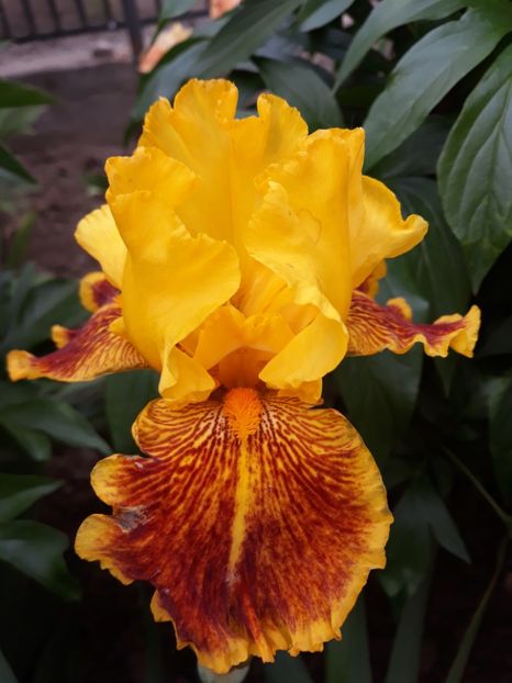 Dazzling Gold - Irisi 2021