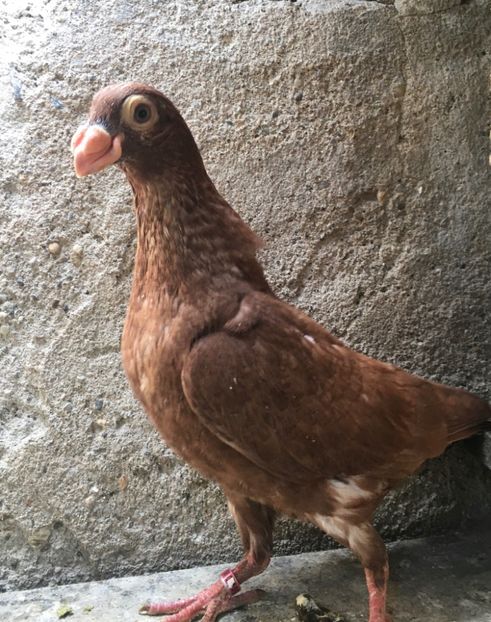  - Pui și tineret