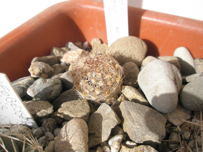 Escobaria vivipara v. arizonicus - plantele dupa iarna 2010