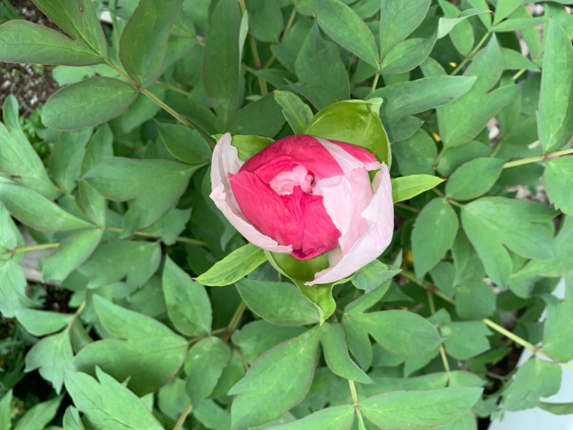  - Jurnalul gradinii 2021