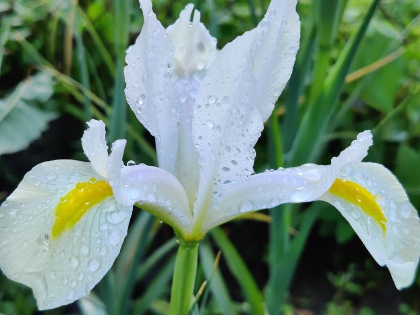  - Iris hollandica