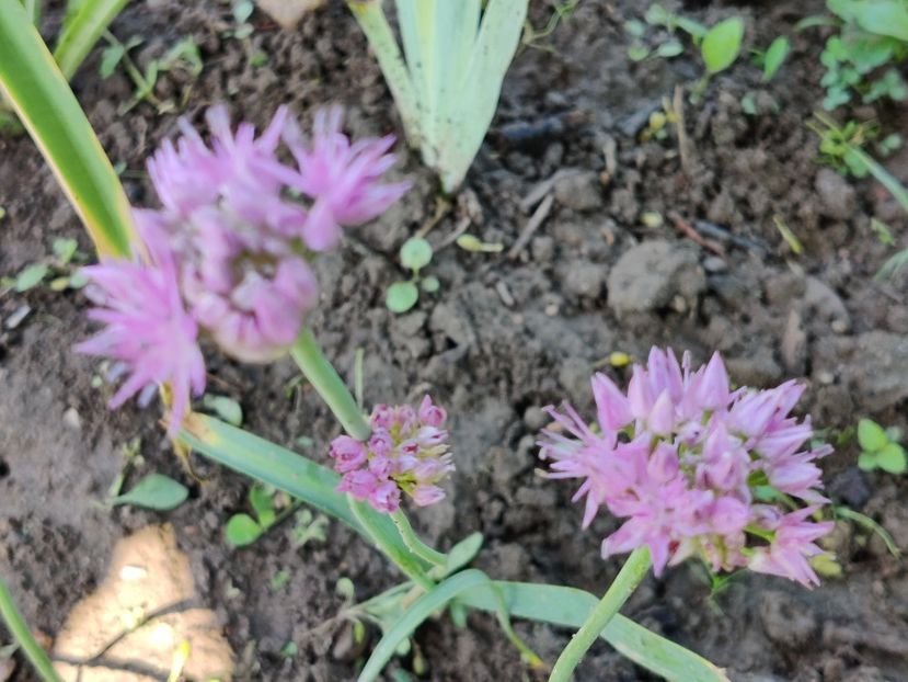 Allium - Diverse flori de gradina
