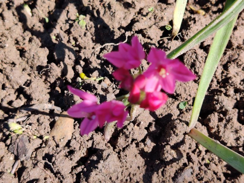 Allium Oreophilum - Diverse flori de gradina