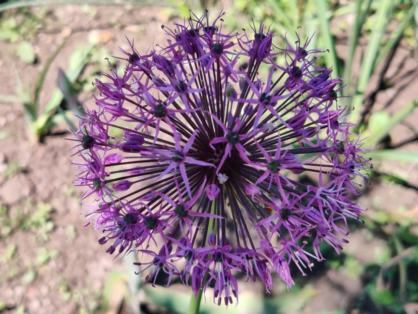 Allium Atropurpureum - Diverse flori de gradina