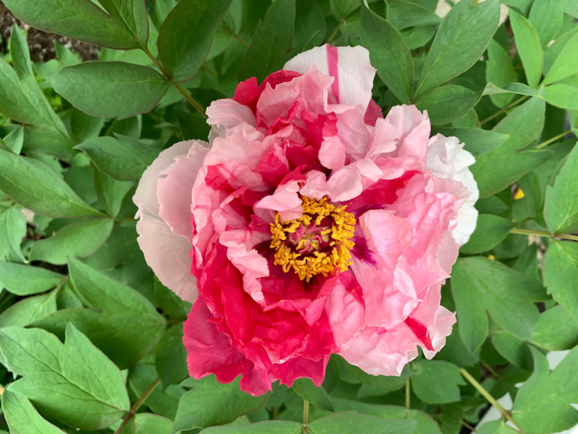  - Jurnalul gradinii 2021