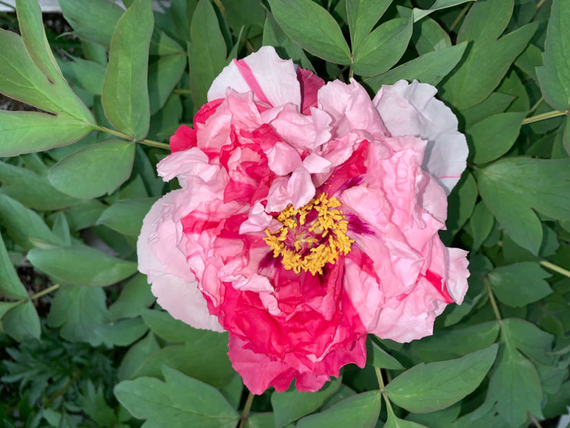  - Jurnalul gradinii 2021