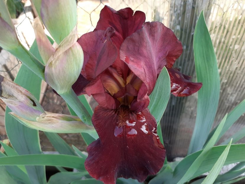 Cranapple - Iris 2021
