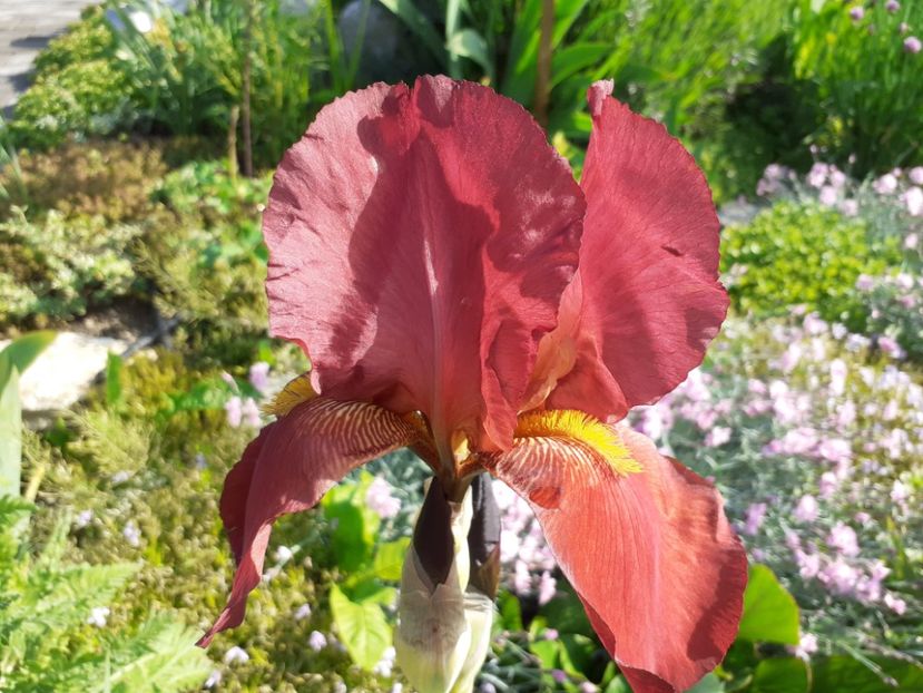 Technicolor? - Iris 2021
