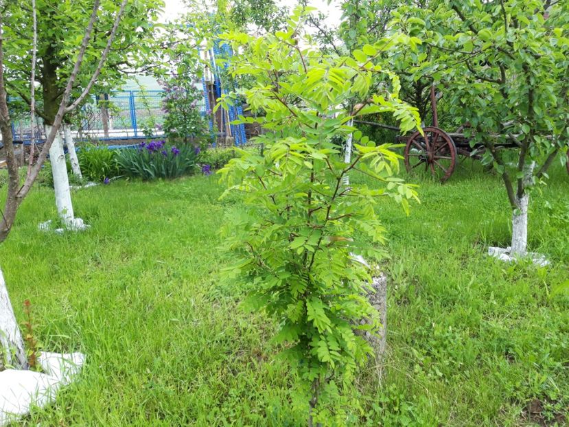 salcam roz - vara 2021