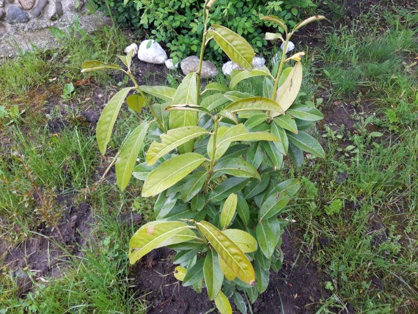 laur englezesc - vara 2021