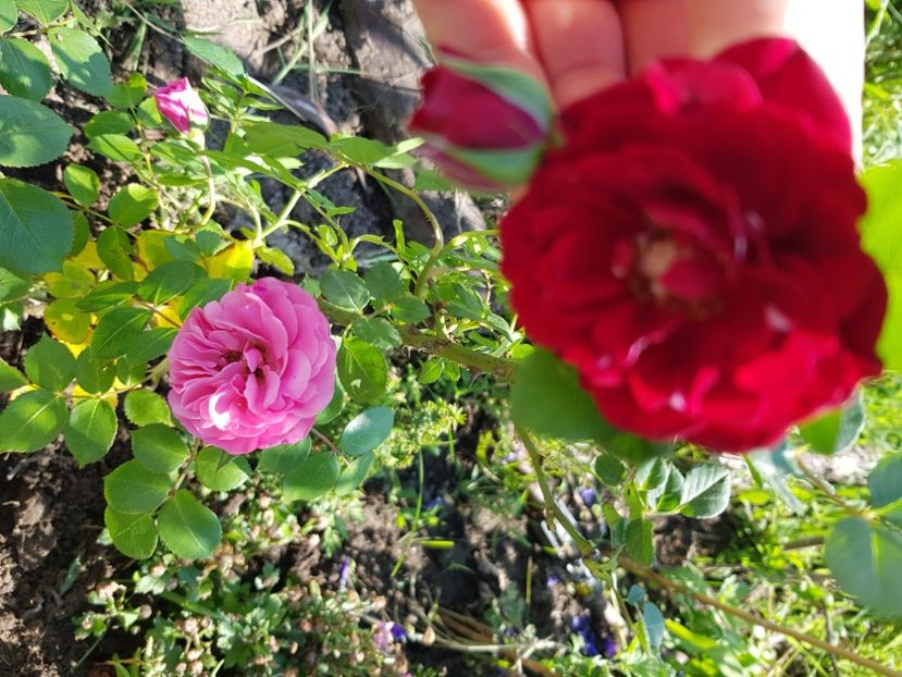  - Trandafiri la baltă 2021