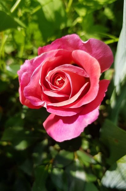 Belle epoque - Trandafiri la baltă 2021