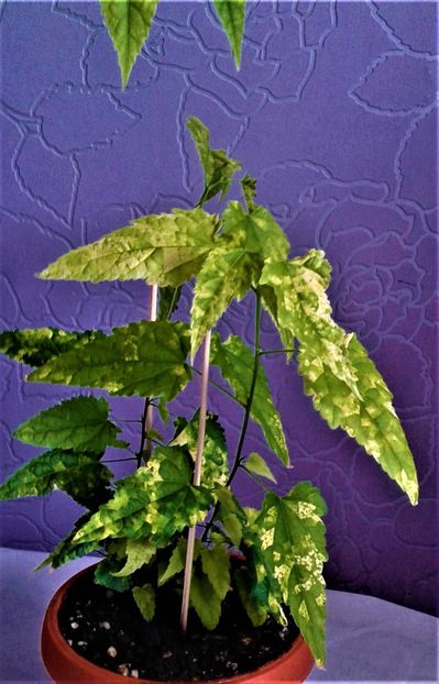 Abutilon megapotamicum - Abutilon megapotamicum