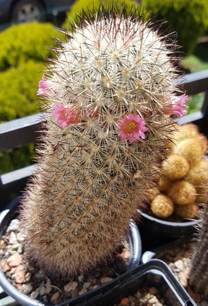 Mammillaria microhelia - Mammillaria