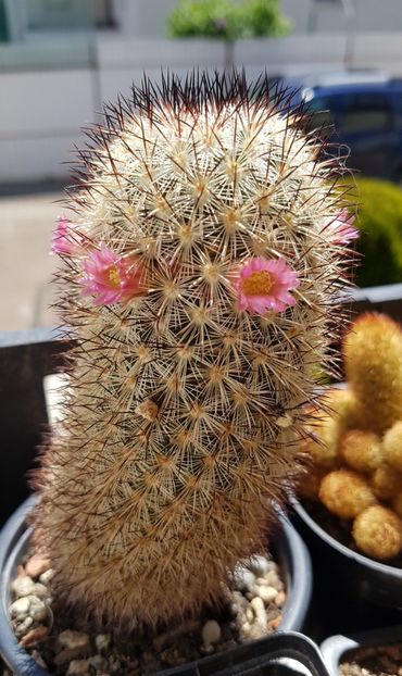 Mammillaria microhelia - Mammillaria