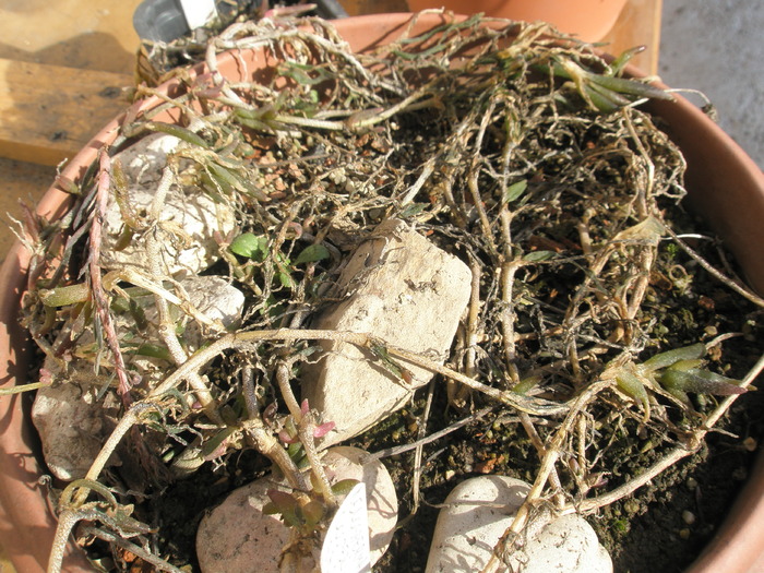 Delosperma cooperi - plantele dupa iarna 2010