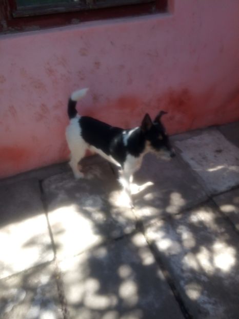 - FOX TERRIER CEZAR