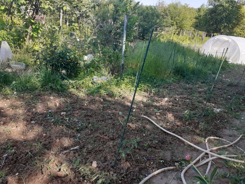  - Gradina 2021