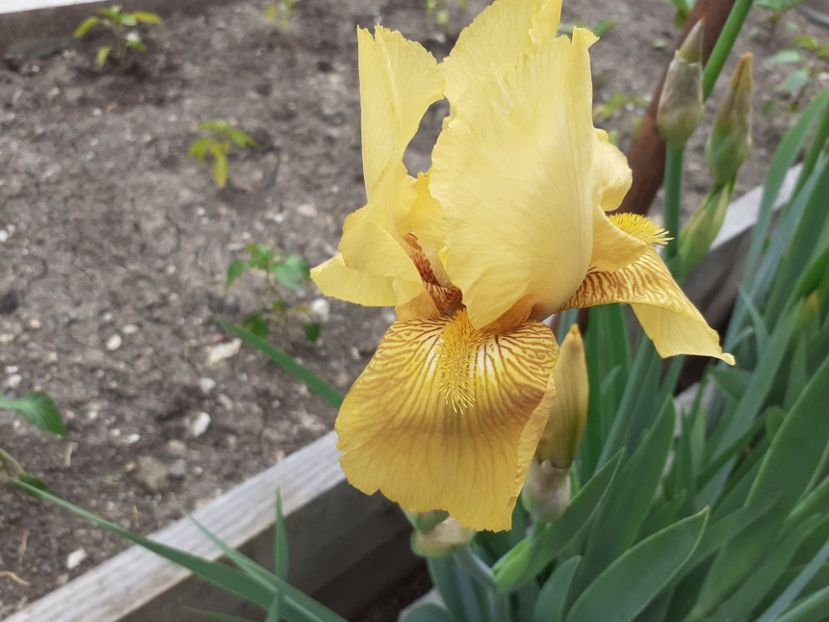 NN3 - Iris 2021