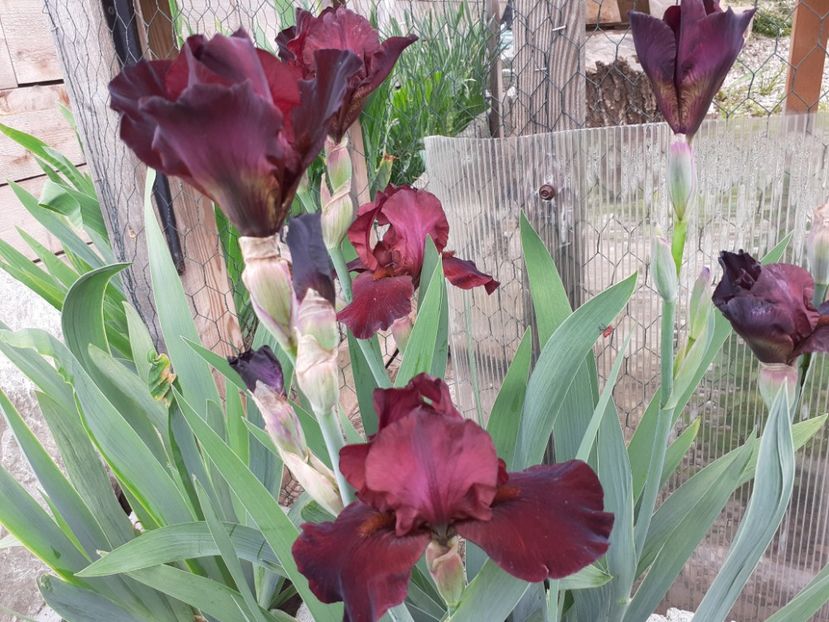 Cranapple - Iris 2021