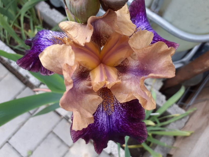 Parting glances - Iris 2021